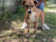 Tolle Hündin Athena sucht ihre Familie! - Kabelhorst