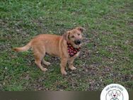 Chip 212186: Hundekind sucht ein Zuhause - Kirchzell