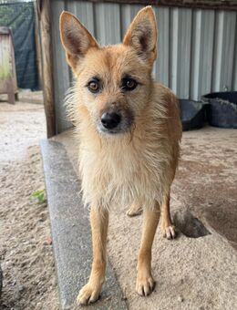 FOX LIEBT ALLE IHRE HUNDEKUMPELS - Mönchengladbach