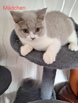 Bkh Reinrassige Kitten Abgabe bereit. - Lippstadt