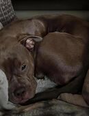 Liebevolle Junghündin sucht Dich in 65626