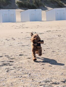Liebevolles neues Zuhause gesucht.. - Osnabrück