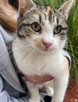 Luna sucht ein Zuhause - Olfen