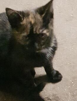 Super süsse kleine Kätzchen, liebe Katzenbabys - Bernburg (Saale)
