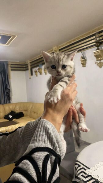 Britisch-Kurzhaar Mix Kitten mit wunderschöner Zeichnung – ab 07.05. abzugeben (Berlin)