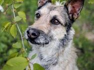 Toby Garcia sucht dringend ein Zuhause - Laatzen