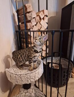 Bengal Russisch Blau Kitten Edelmix - Schöppingen