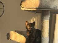 Bkh mix kitten - Bochum