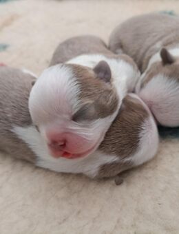 Boston Terrier Welpen mit längerer Nase - Angern
