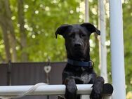 Labrador Mischling sucht ein liebevolles neues Zuhause - Gelsenkirchen Hassel
