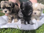 Shih Tzu/Pomeranian Welpen - Ruhstorf (Rott)