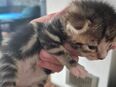 Katzenbabys zuckersüss in 28857