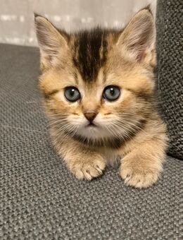 BKH kitten - Hörstel