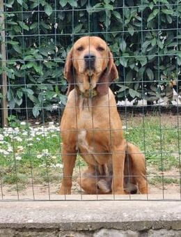 Pippo - sucht sein Glück - Würzburg