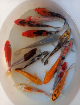 Koi A-Top mix - Hohenroth