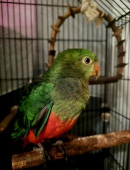 Australien Königsittich mit DNH Zertifikat - Neu Wulmstorf