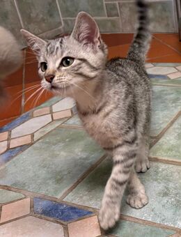 Kleiner Kater sucht dringend ein neues Zuhause - Florstadt