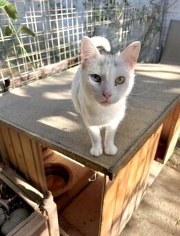 Pearl aus dem Tierschutz Kreta - Grevenbroich
