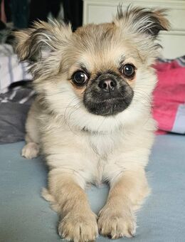 Chihuahua Rüde, 9 Monate - Roetgen (Tor zur Eifel)