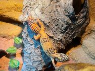 *'* 2 Leopardgeckos (Weibchen) inkl. Terrarium - Petershagen (Eggersdorf)