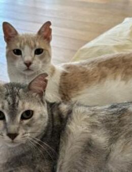 Bechamel & Pastaflora Aus dem Tierschutz - Grevenbroich