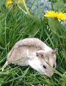 junge chinesische Streifenhamster kletterfreudige Hamster Zwerghamster Kletterhamster kann klettern wie eine Maus in 01844