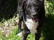 🐶BOBBY - sucht seine Familie - Bissingen