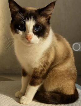 Cappucino Einzelprinzessin sucht Familie - Unterföhring