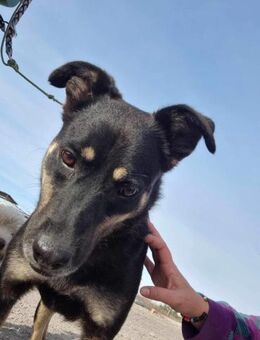 Balto von kettenlos - Bollingstedt