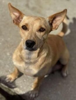 Milla Menschen-Freundin & Supermama... - Kempen