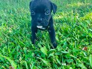 Old Englisch Bulldog/Boxer Mix