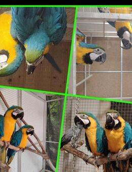 2 Gelbbrustara Papagei Männchen und Weibchen - Sibbesse