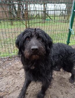 Arnold ist ein entzückender Hundemann - Schnarup-Thumby