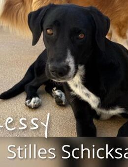 Kessy - Stilles Schicksal - - Bad Vilbel