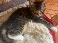 Katzen Mädl darf ausziehen - Kaufering