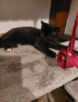 Babykatze Britische Mix - Mühlhausen-Ehingen