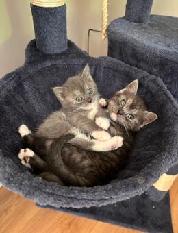 BKH Mix Kitten Katze blau/grau weiß (Maikitten) - Handewitt