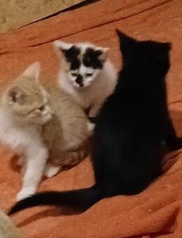 Babykätzchen - Querfurt