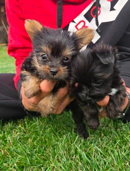 Yorkshire Terrier Rüden - Delbrück