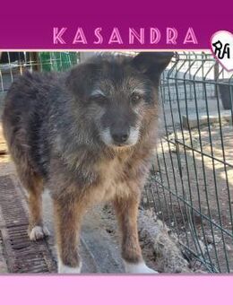KASANDRA - DARF ICH ENDLICH FREI SEIN? - Alfeld (Leine)