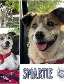 SMARTIE * ruhiger Typ s Vertrauensmensch - Duisburg