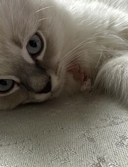 Babykatzen zu verkaufen - Ulm