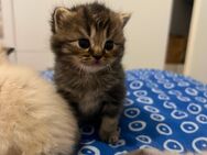 Letztes Kitten sucht ihr Traum-Zuhause – Britisch Kurzhaar × Perser Mädchen - Duisburg