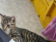 Süßer Kater sucht noch ein Zuhause - Bremen