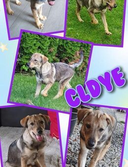 Toller Clyde sucht neue Familie! - Nürnberg