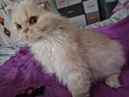 Britisch Langhaar Kater - Fehrbellin