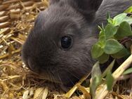 Zwergkaninchen Jungtier, Weibchen - Altötting