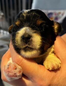 Biewer Yorkshire Terrier Rüde( Welpe) mit Ahnentafel - Kalchreuth