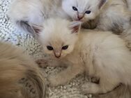 Reinrassige Ragdoll-Babies zum Reservieren - Berlin