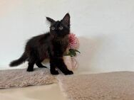 Kitten, Katze, Kater - Dietingen